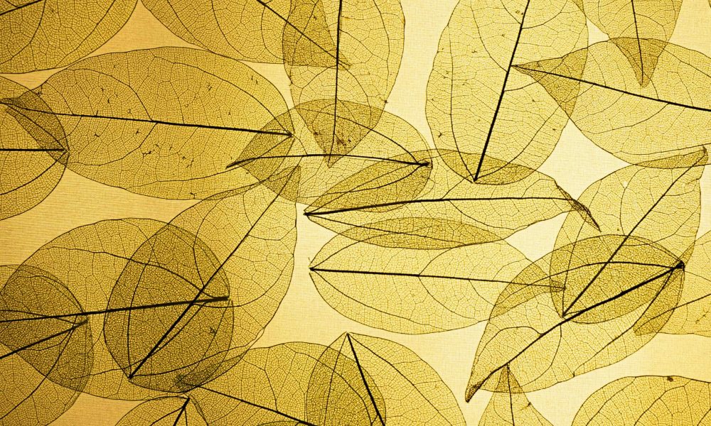 Skeletonized yellow leaves in the light. Leaf silhouette. Deciduous background. Nature. Dried background.